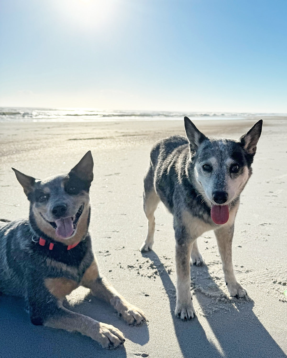 Two dogs at the beach in the sun