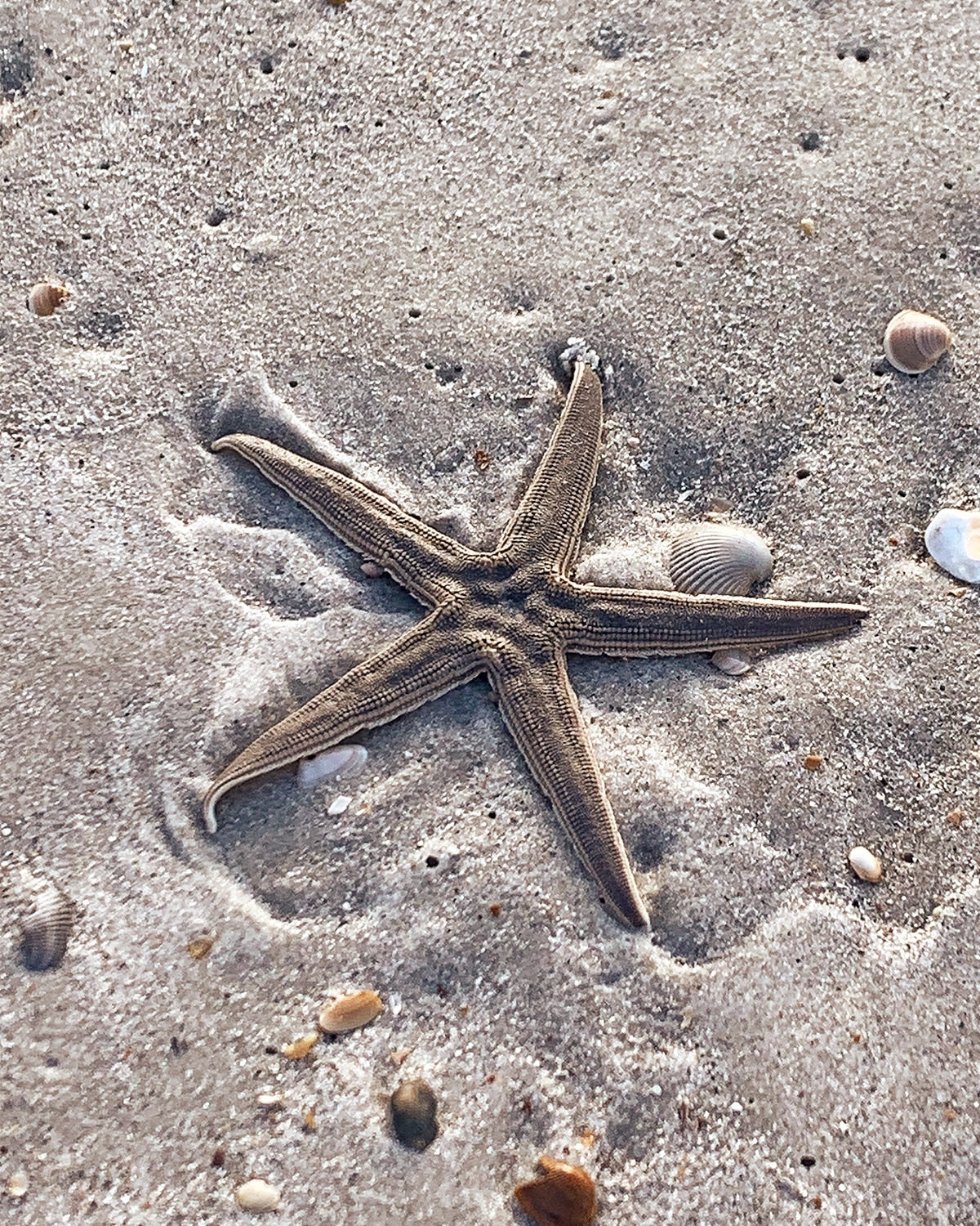A starfish in the sand