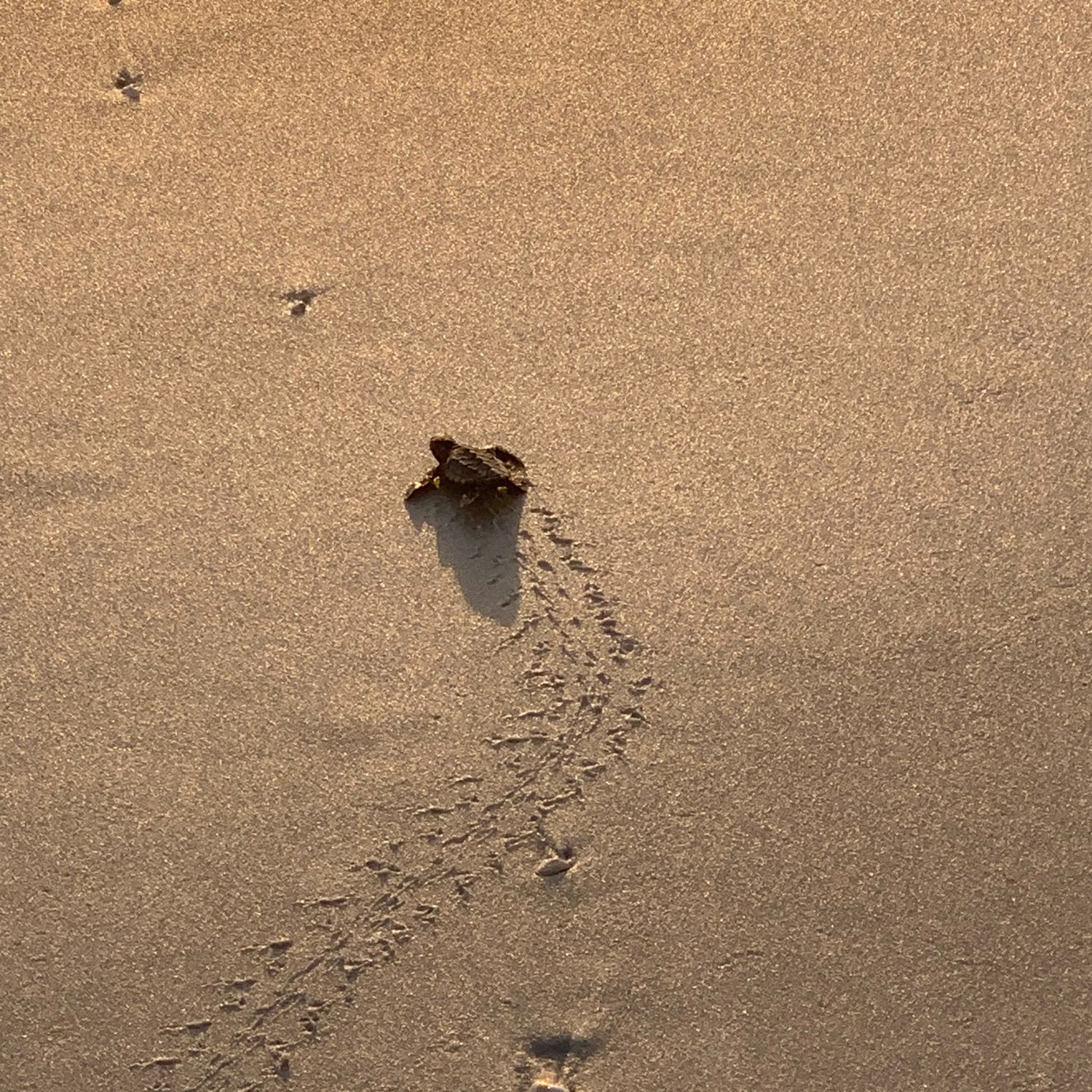 A baby turtle on the way to the ocean